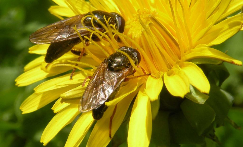 Syrphidae: Cheilosia cfr. flavipes, femmina