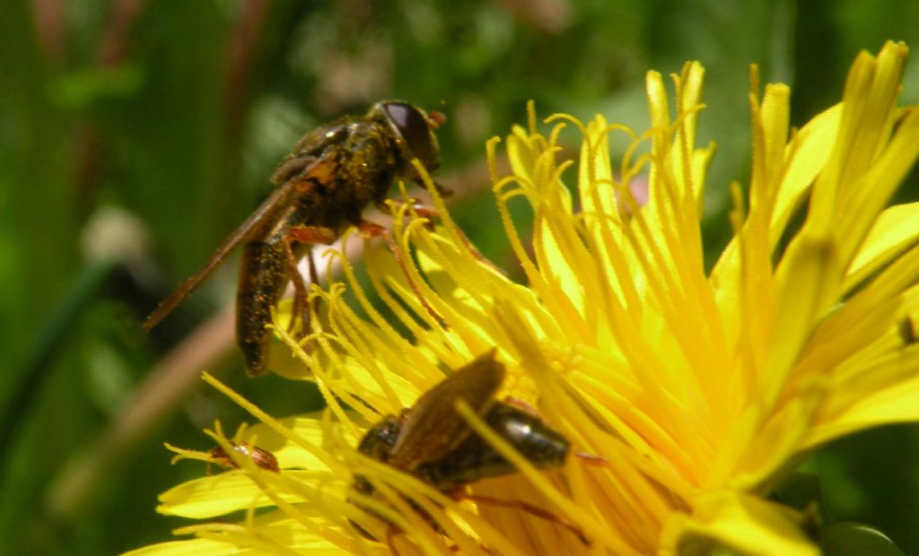 Syrphidae: Cheilosia cfr. flavipes, femmina