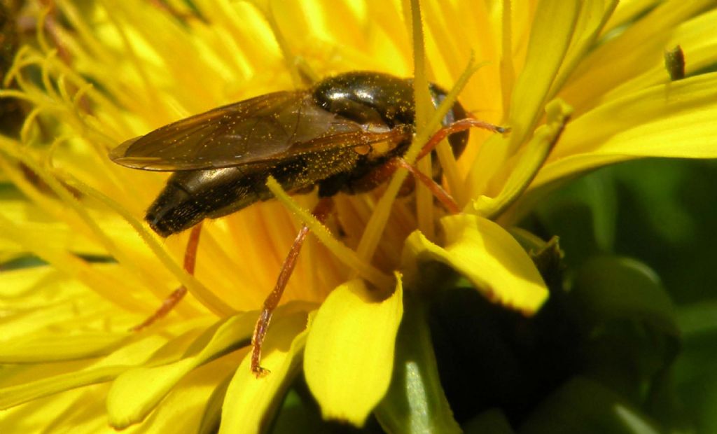 Syrphidae: Cheilosia cfr. flavipes, femmina