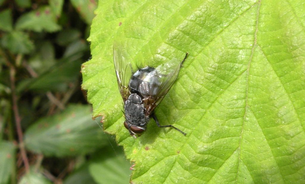 Tachinidae o Calliphoridae?:  Calliphoridae: Calliphora cfr. vicina, maschio