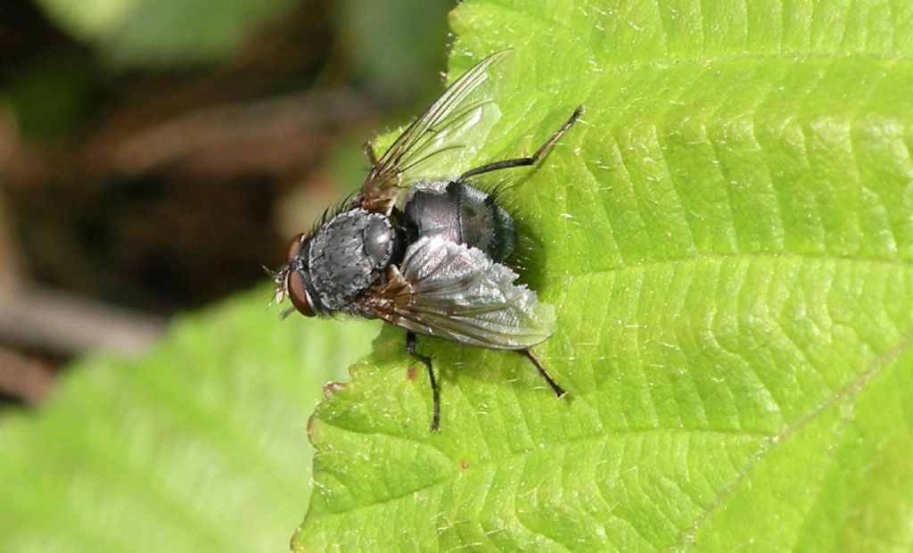 Tachinidae o Calliphoridae?:  Calliphoridae: Calliphora cfr. vicina, maschio