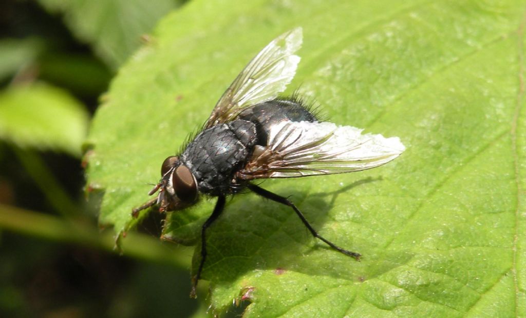 Tachinidae o Calliphoridae?:  Calliphoridae: Calliphora cfr. vicina, maschio