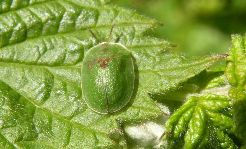 Cassida sp. : cfr. rubiginosa (Chrysomelidae)