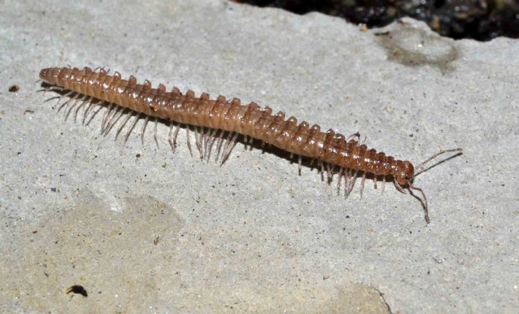 Millepiedi da una grotta appenninica