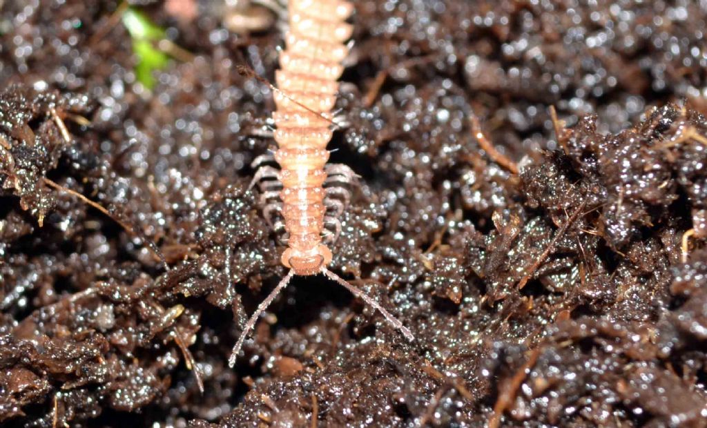 Millepiedi da una grotta appenninica