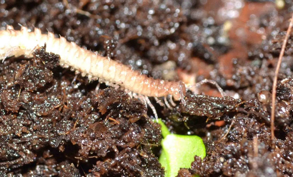 Millepiedi da una grotta appenninica