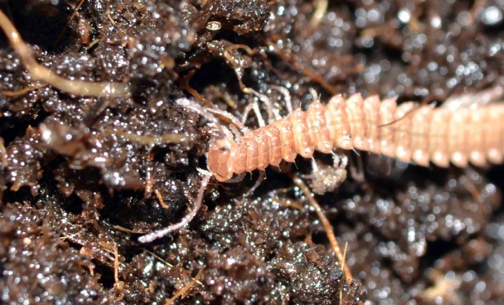 Millepiedi da una grotta appenninica