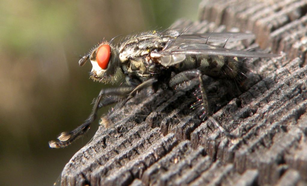 Sarcophaga sp. maschio (Sarcophagidae)