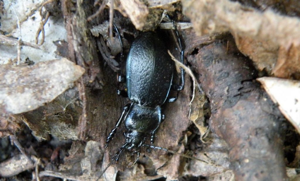 Carabus (Archicarabus) rossii