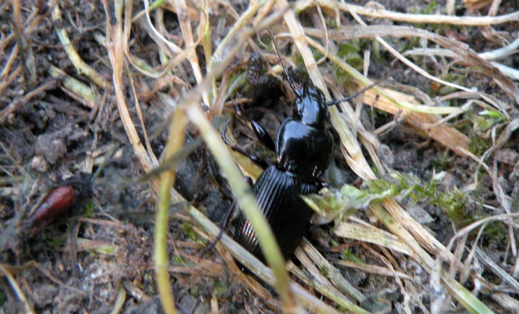 Carabidae: Pterostichus melas