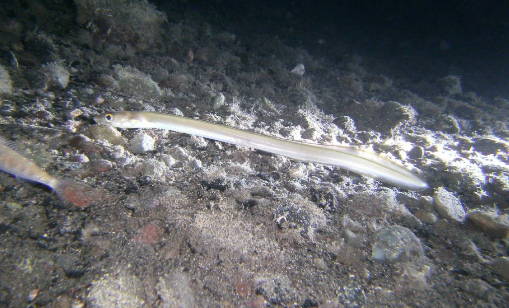 Grongo delle Baleari (Ariosoma balearicum) da Framura (SP)