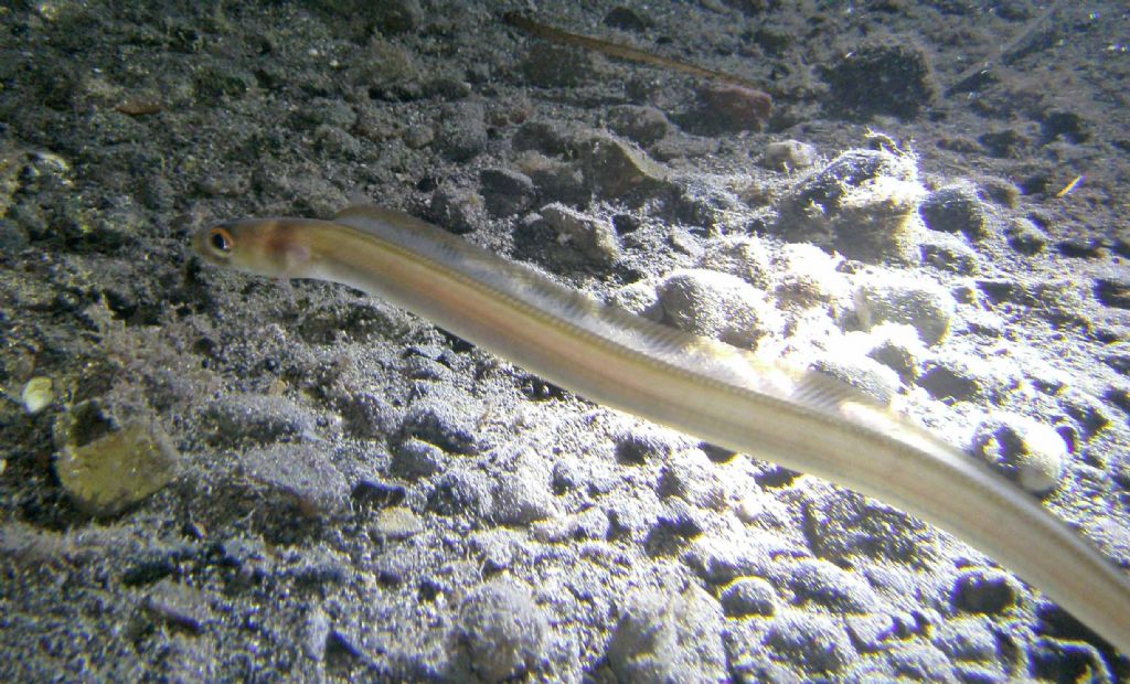 Grongo delle Baleari (Ariosoma balearicum) da Framura (SP)