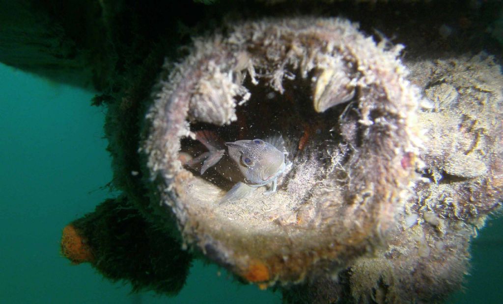 Lago di Como: Salaria fluviatilis?