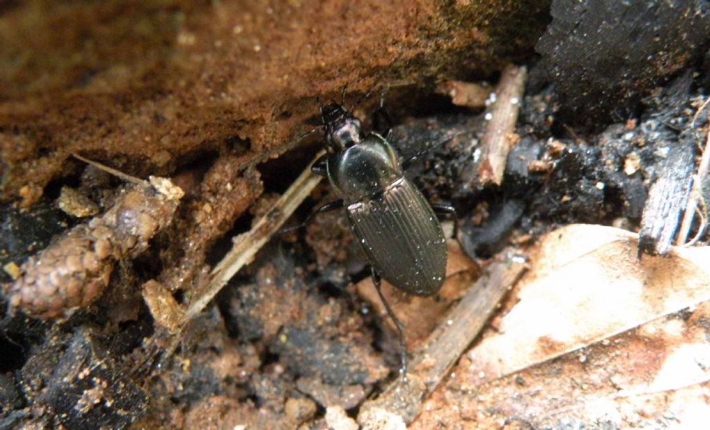 Carabidae dal Lago Pranda  (RE):  Poecilus sp.