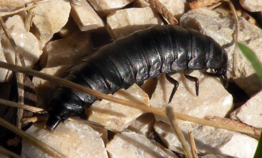 larva di coleottero Silpha sp., Silphidae
