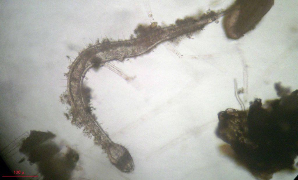 Draconema sp, nematode marino