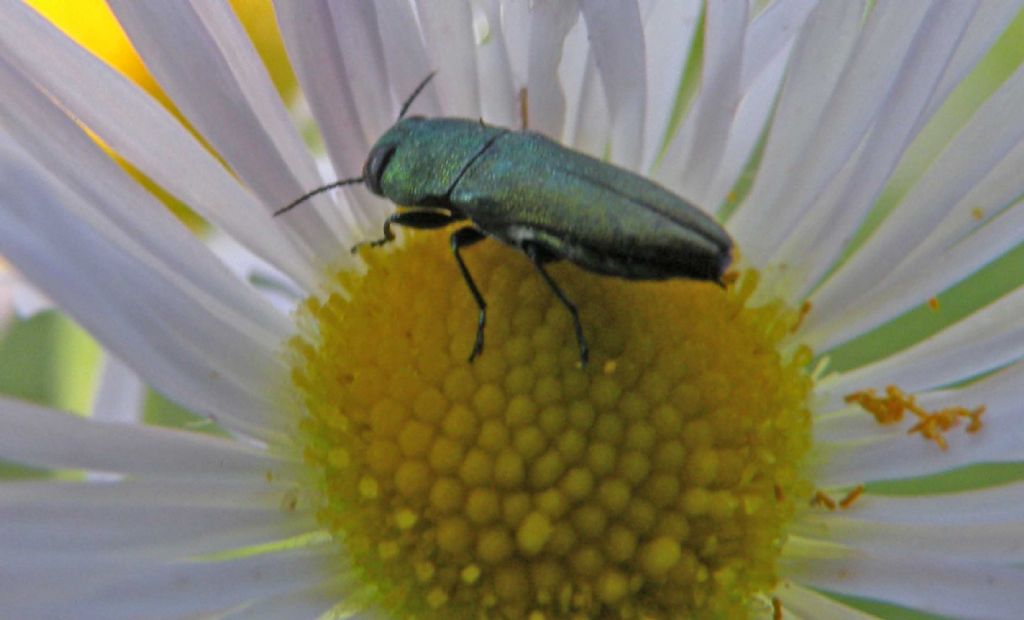 Buprestidae: Anthaxia millefolii ssp. polychloros, maschio