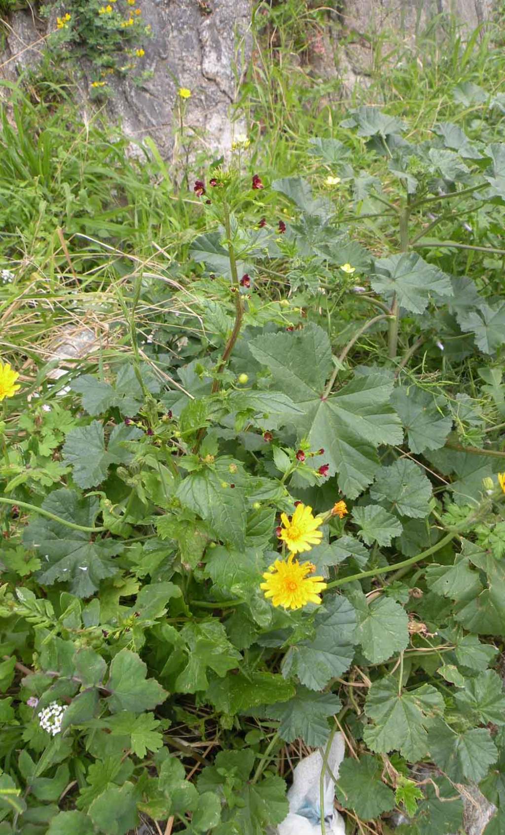 Scrophularia peregrina (Lamiales - Scrophulariaceae)