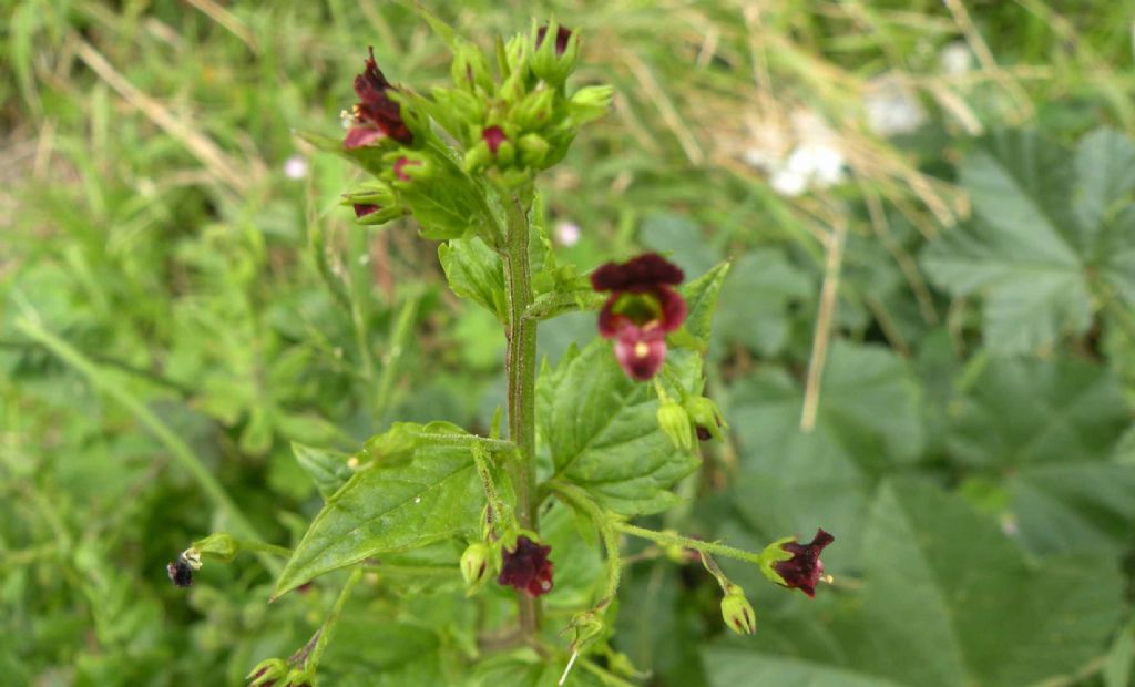 Scrophularia peregrina (Lamiales - Scrophulariaceae)