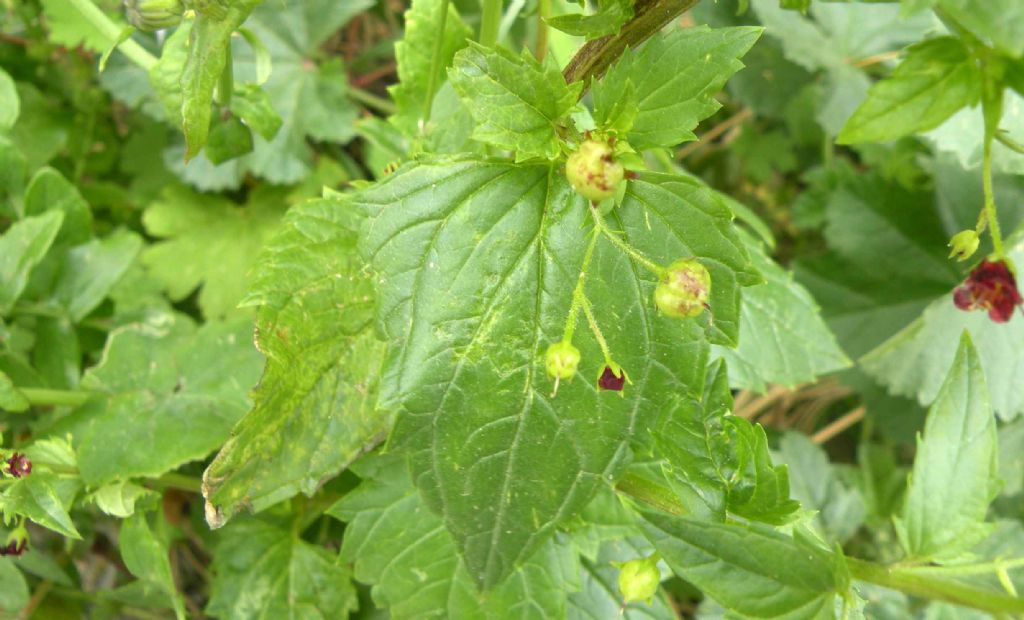 Scrophularia peregrina (Lamiales - Scrophulariaceae)