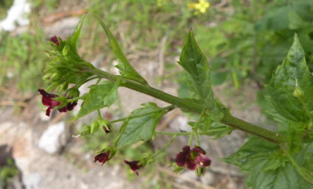 Scrophularia peregrina (Lamiales - Scrophulariaceae)