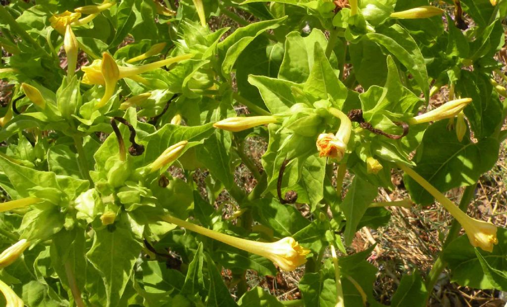 Un''Aristolochia?  No, Mirabilis jalapa / Bella di notte