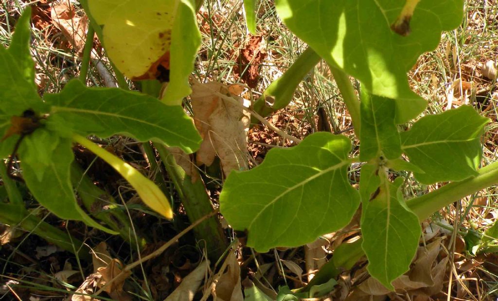 Un''Aristolochia?  No, Mirabilis jalapa / Bella di notte