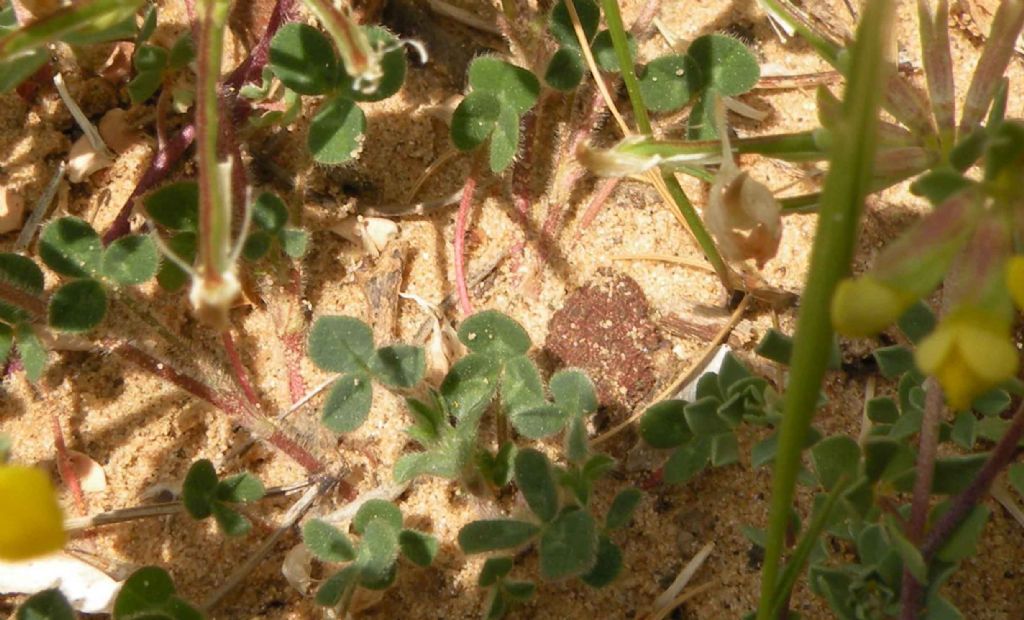 Dalla Francia mediterranea: Lotus cytisoides?