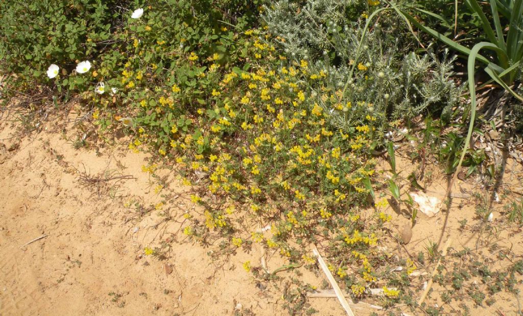 Dalla Francia mediterranea: Lotus cytisoides?