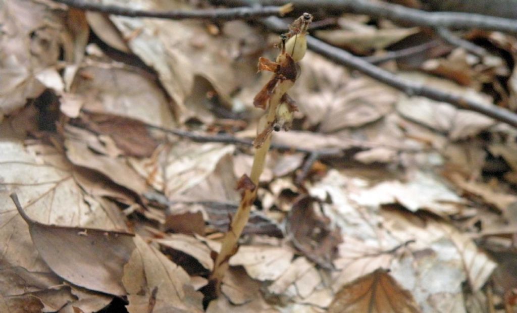 Mi hanno detto che  una orchidea...no, Monotropa hypopitys (Ericaceae)