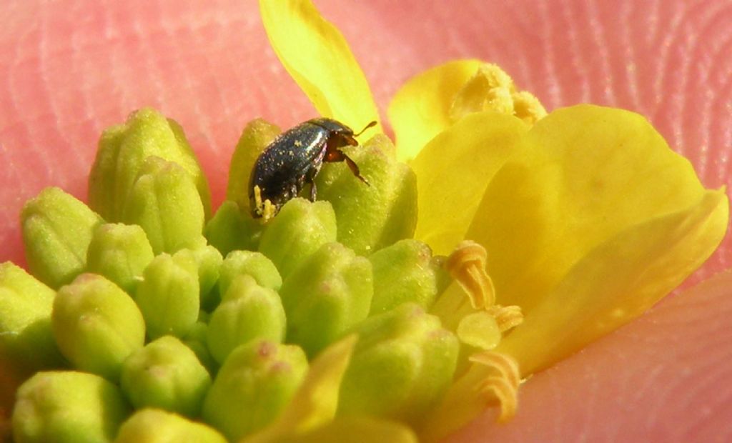 Nitidulidae:  cfr. Brassicogethes sp.