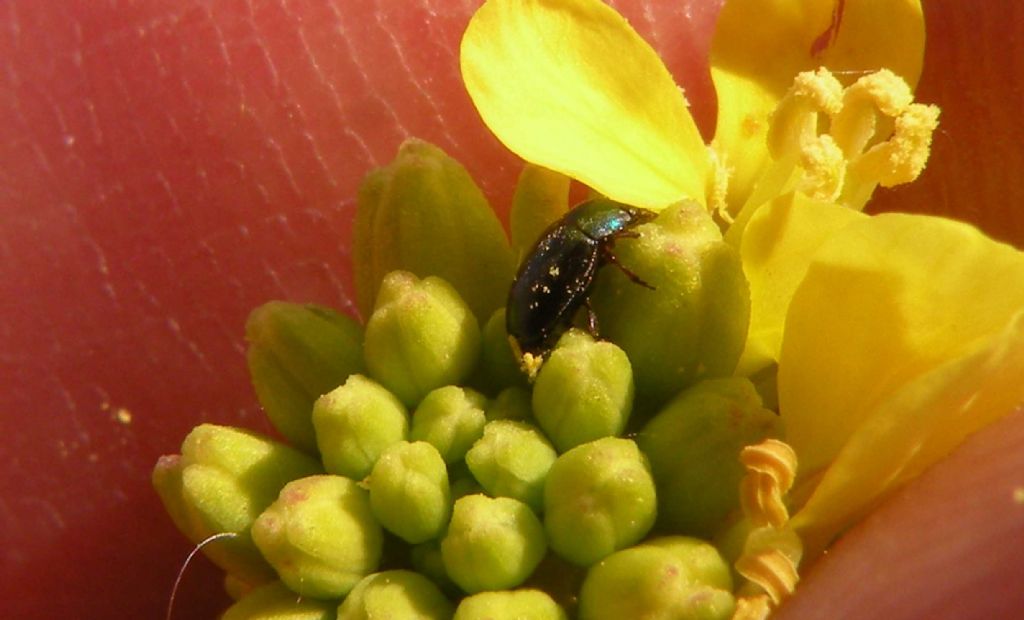 Nitidulidae:  cfr. Brassicogethes sp.