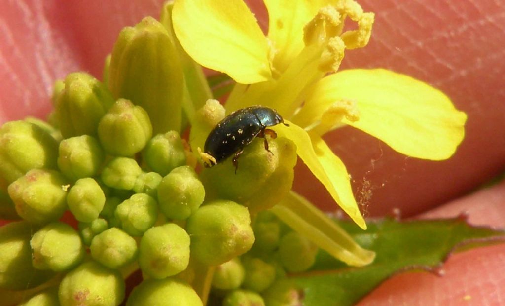 Nitidulidae:  cfr. Brassicogethes sp.