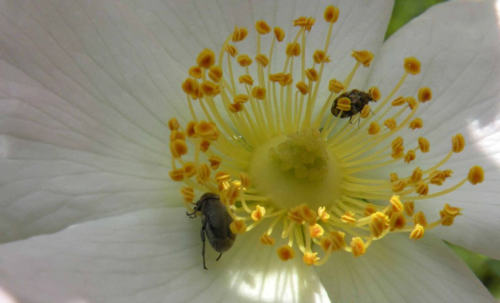 Chrysomelidae Bruchinae: cfr. Bruchidius sp.