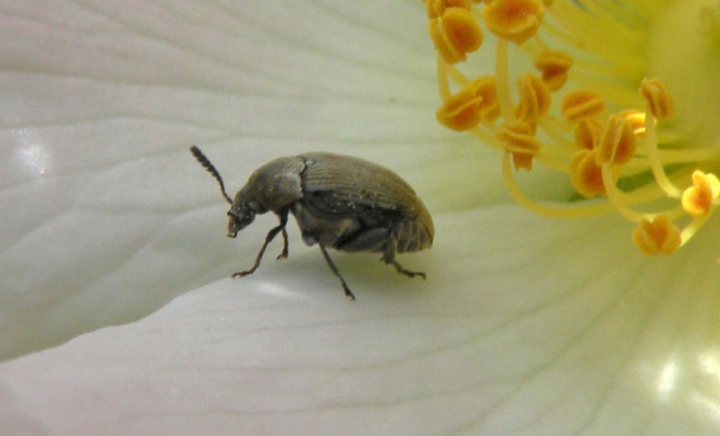 Chrysomelidae Bruchinae: cfr. Bruchidius sp.