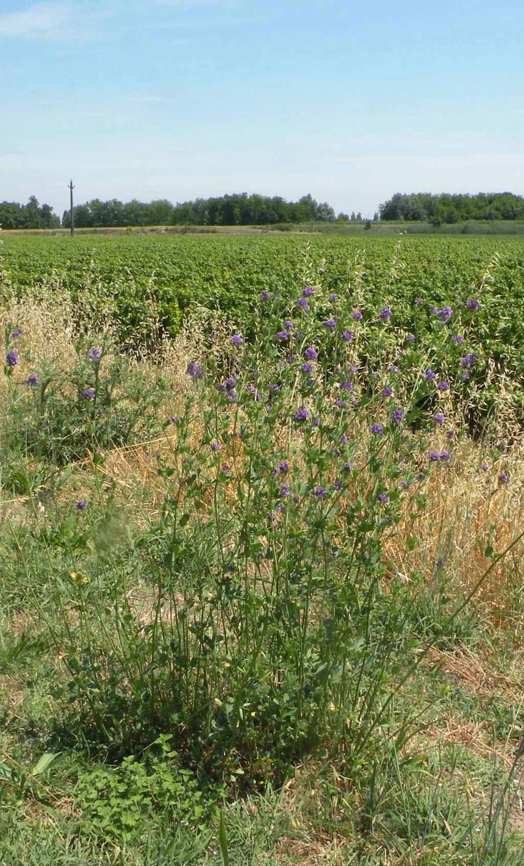 Medicago sativa (Fabaceae)