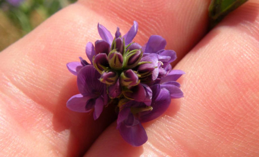 Medicago sativa (Fabaceae)