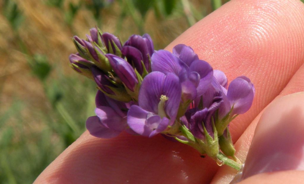 Medicago sativa (Fabaceae)