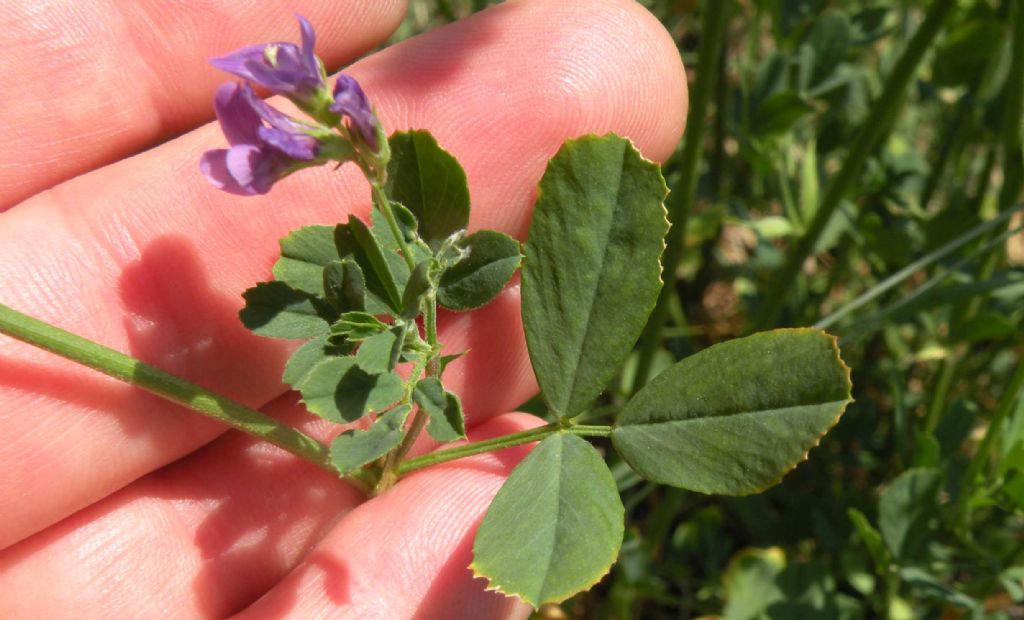 Medicago sativa (Fabaceae)