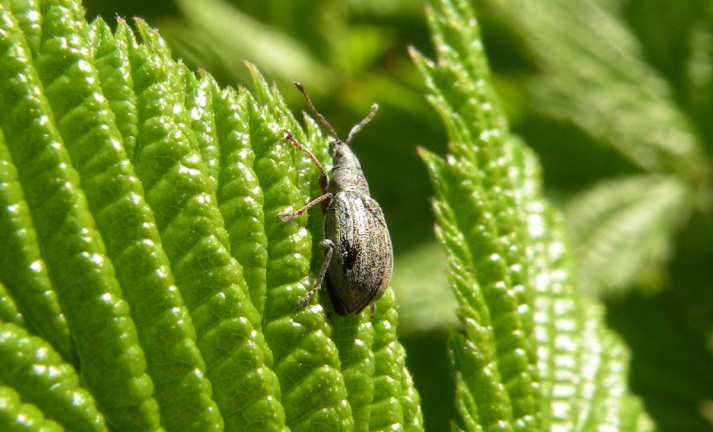 Curculionidae in montagna: Phyllobius pyri e Phyllobius viridicollis