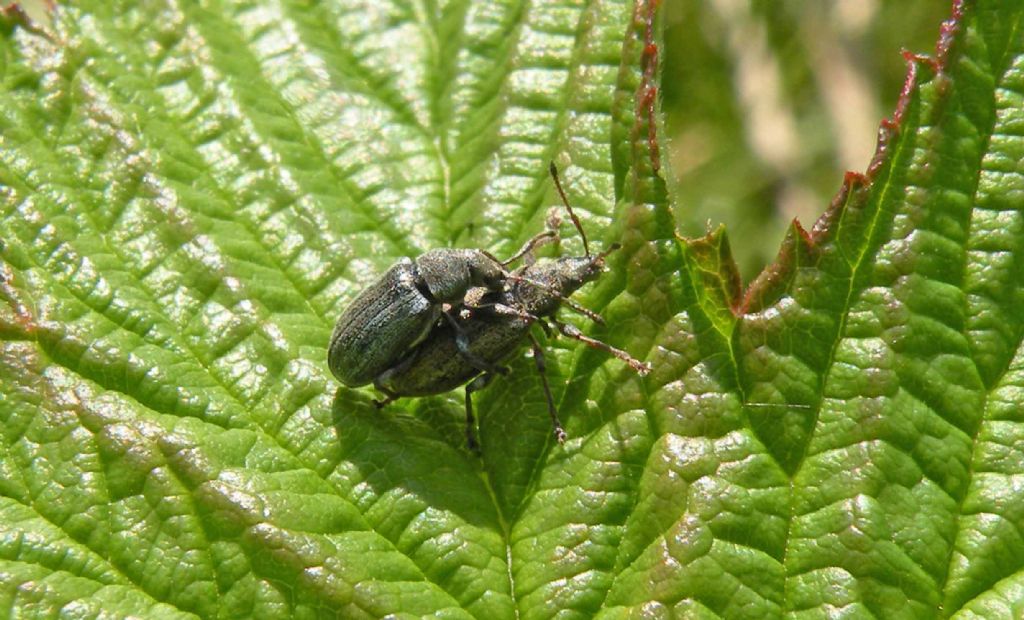 Curculionidae in montagna: Phyllobius pyri e Phyllobius viridicollis