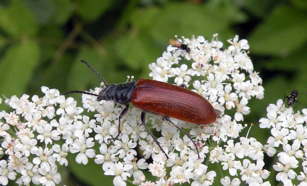 Omophlus sp.  (Tenebrionidae)