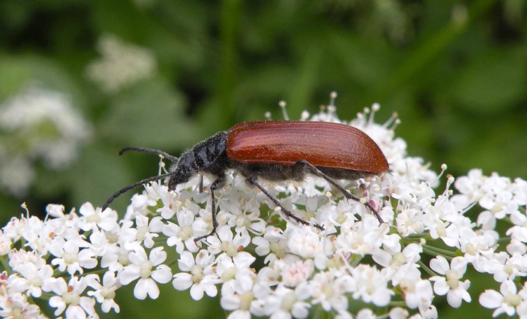 Omophlus sp.  (Tenebrionidae)