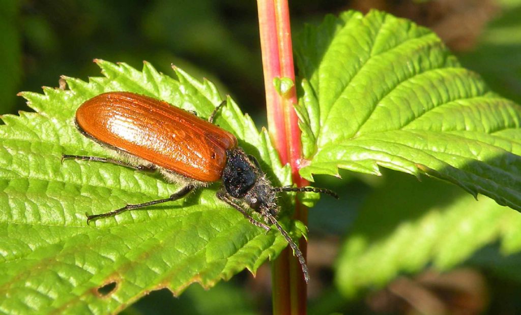 Omophlus sp.  (Tenebrionidae)