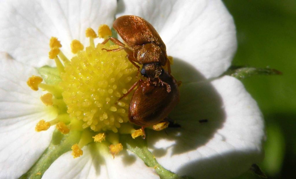 Byturus ochraceus (Byturidae)