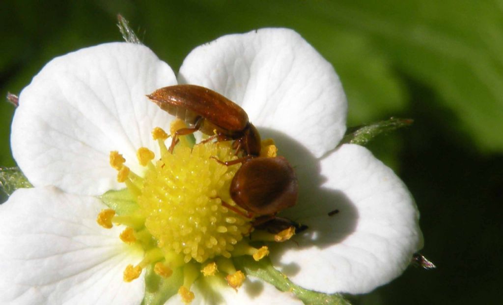 Byturus ochraceus (Byturidae)