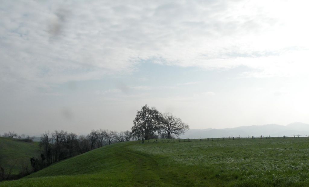 Quercus crenata delle colline reggiane