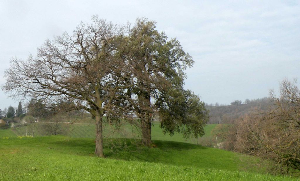 Quercus crenata delle colline reggiane