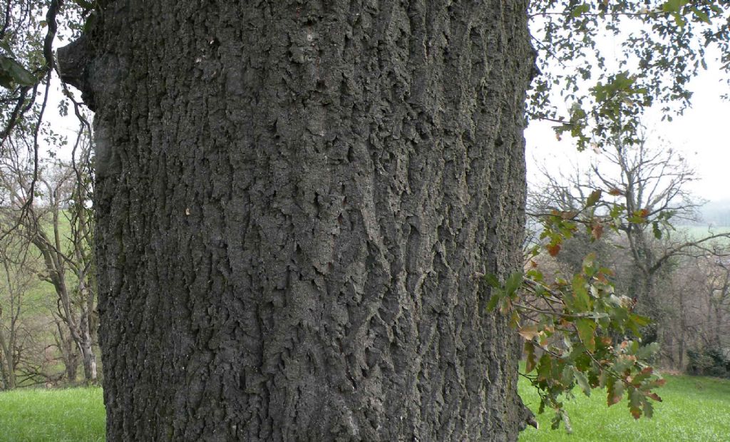 Quercus crenata delle colline reggiane