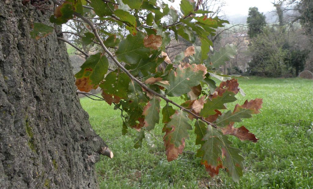 Quercus crenata delle colline reggiane